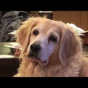 Meet your Posher, Alison